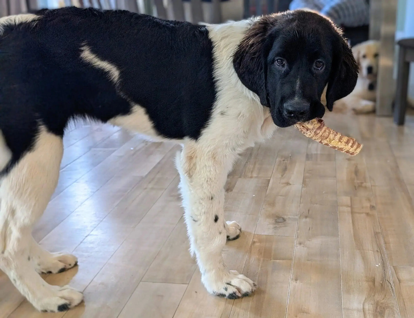 Trachée de Bœuf 6 Pouces (Paquet de 3)