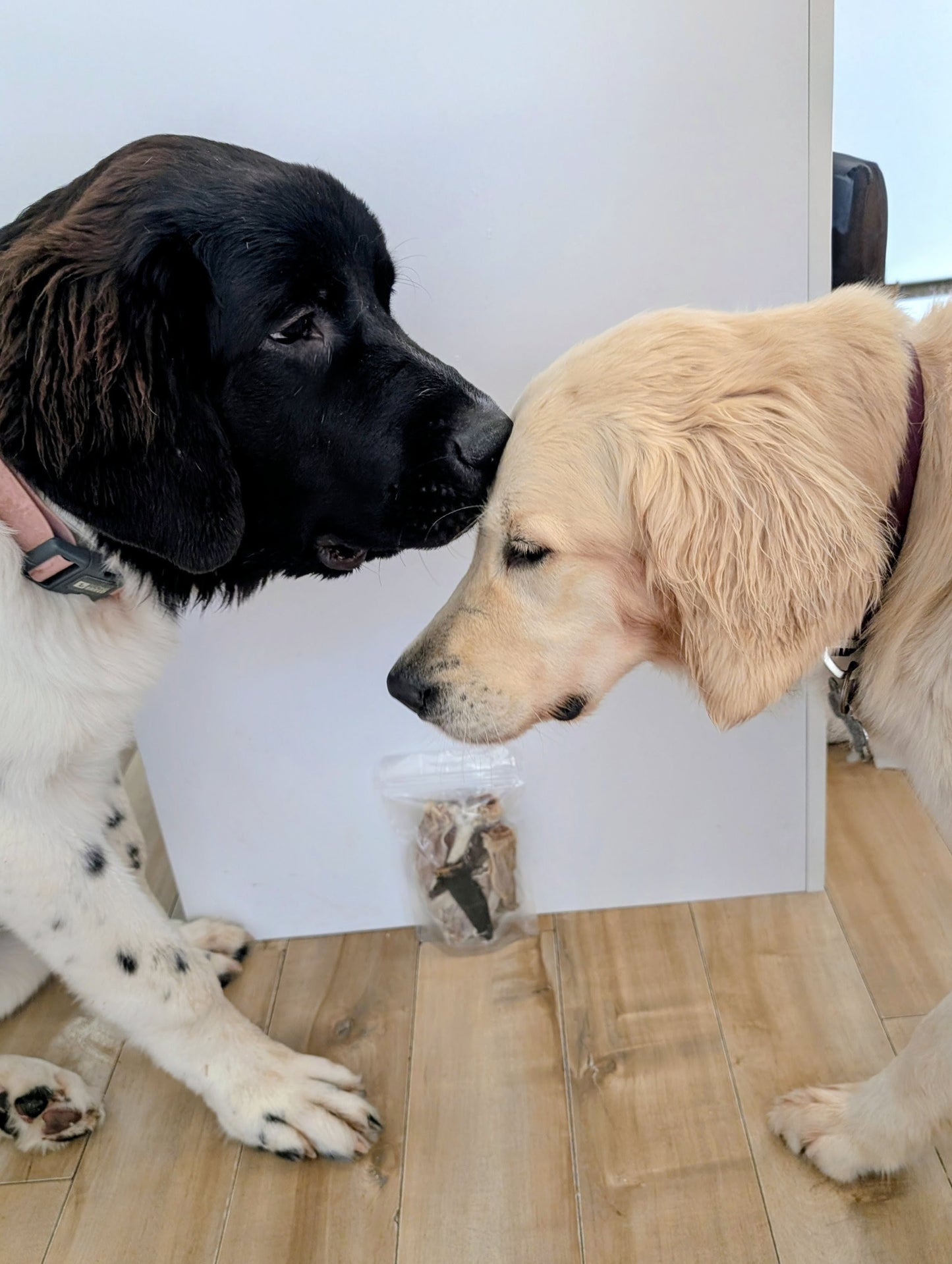 Oreilles de lapin (12 Unités)