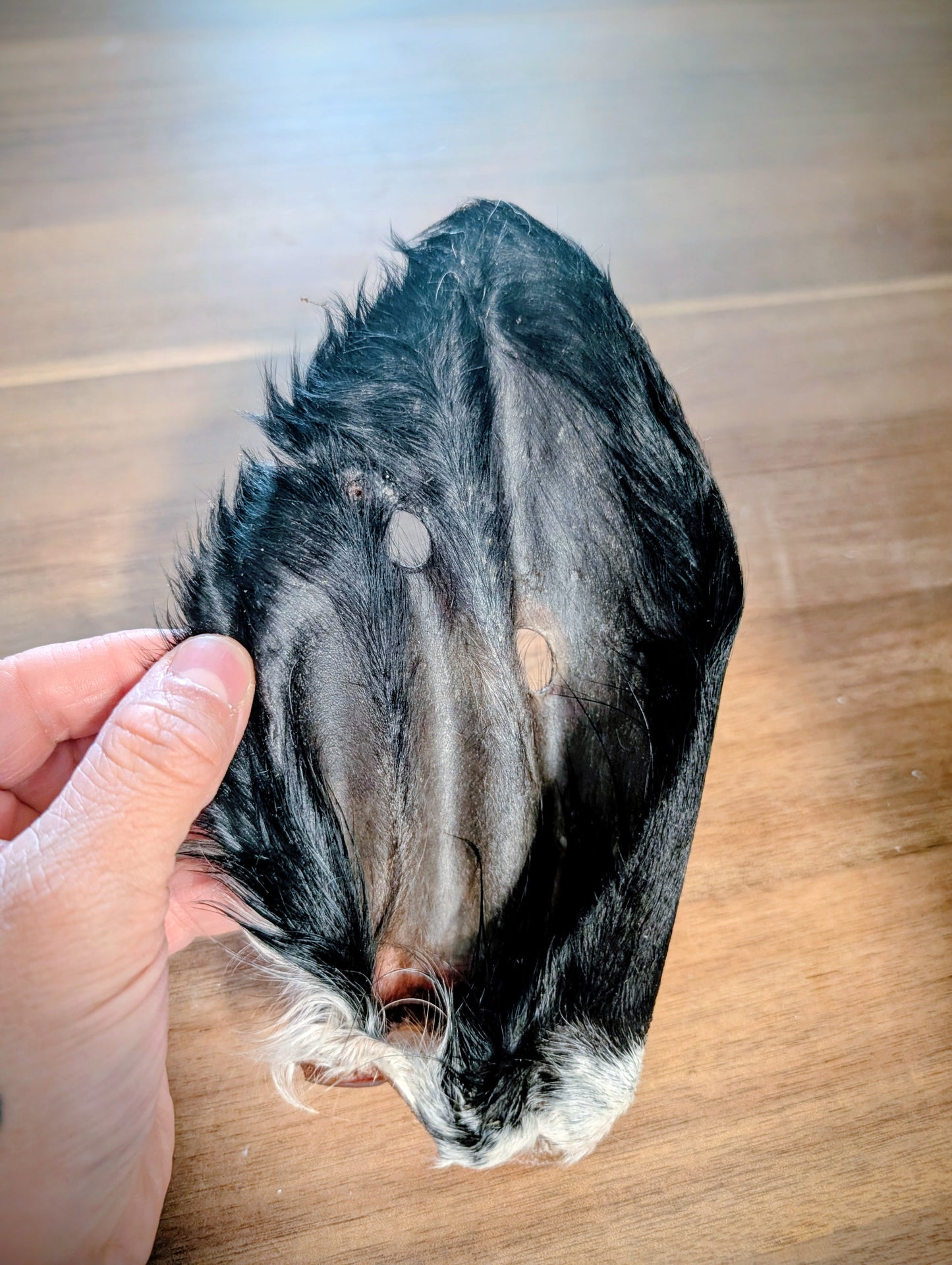 Oreille de vache poilue