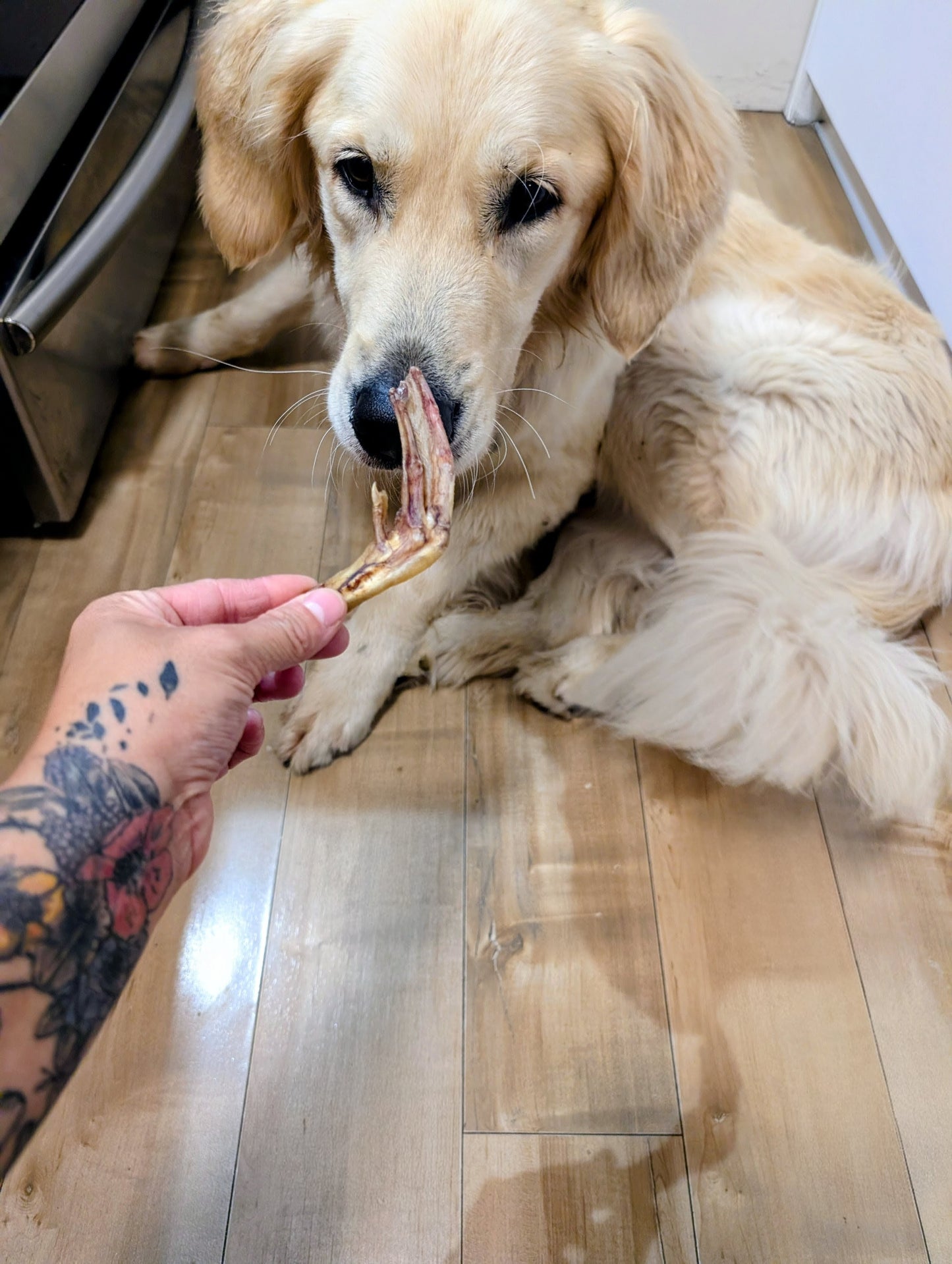 Pattes de canard déshydratées (10 Unités)