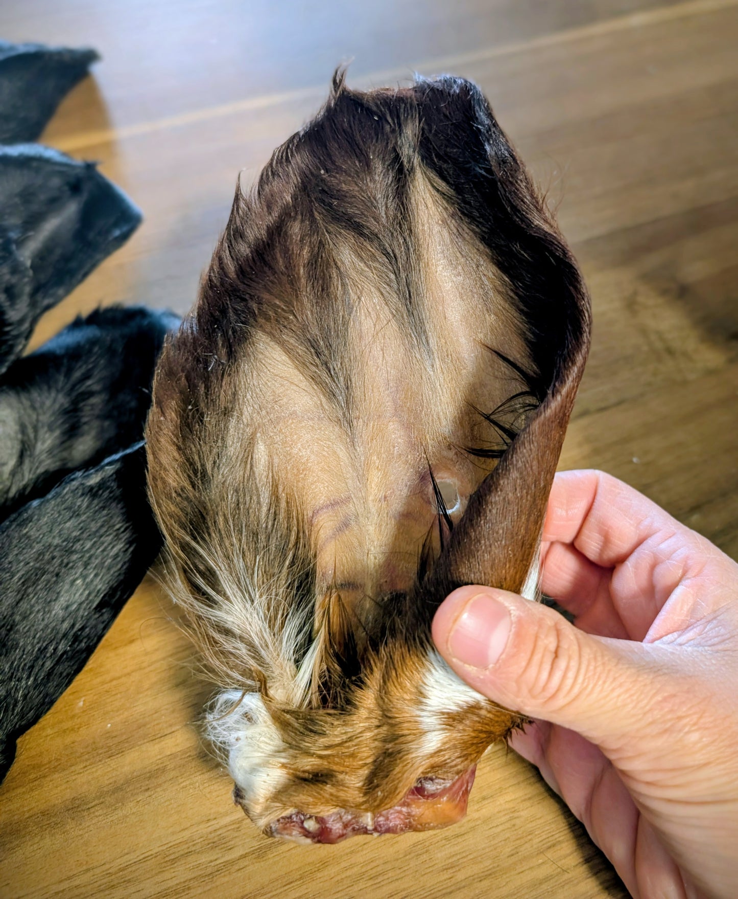 Oreille de vache poilue