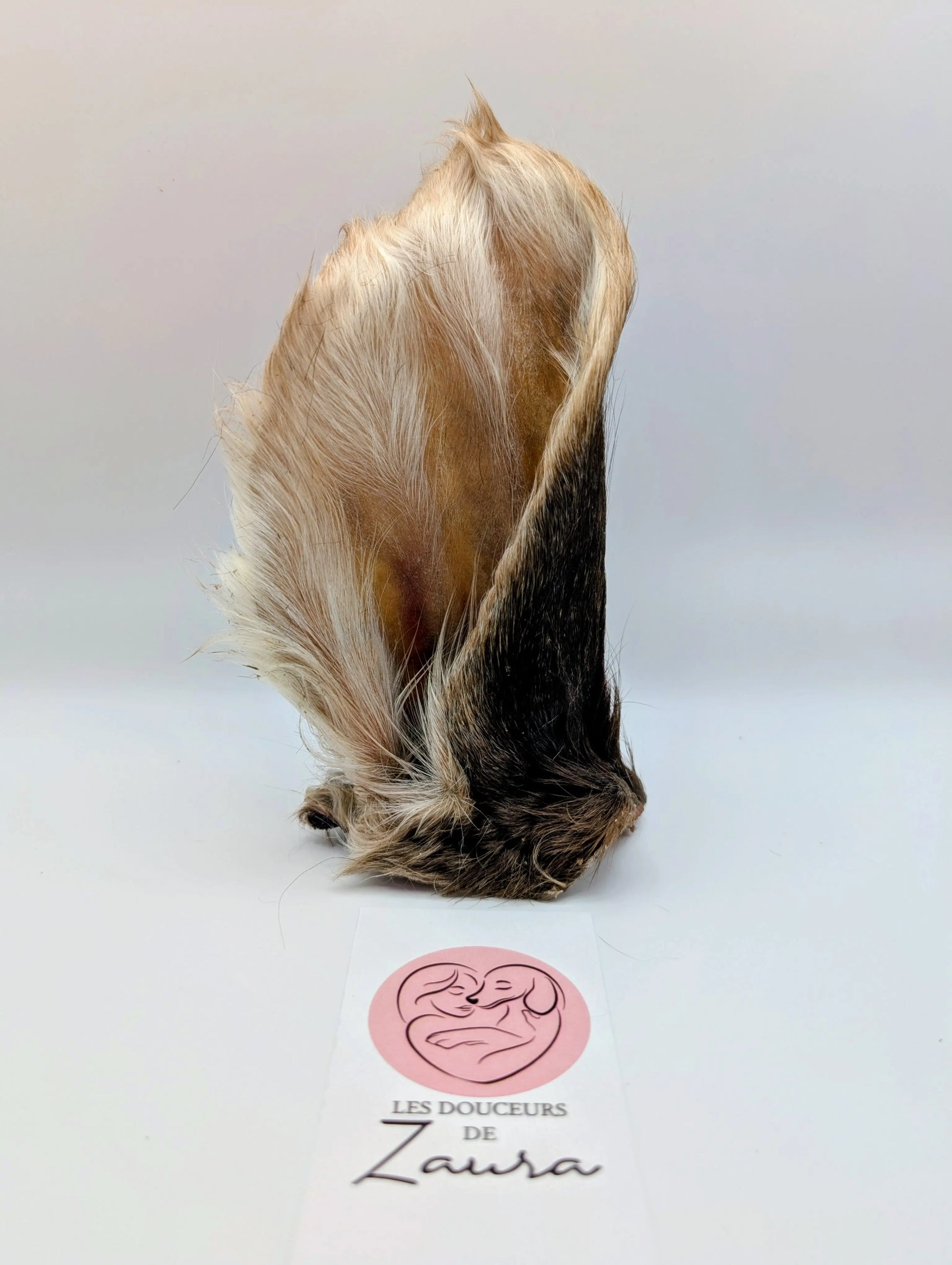 Oreille de vache poilue Les Douceurs de Zaura