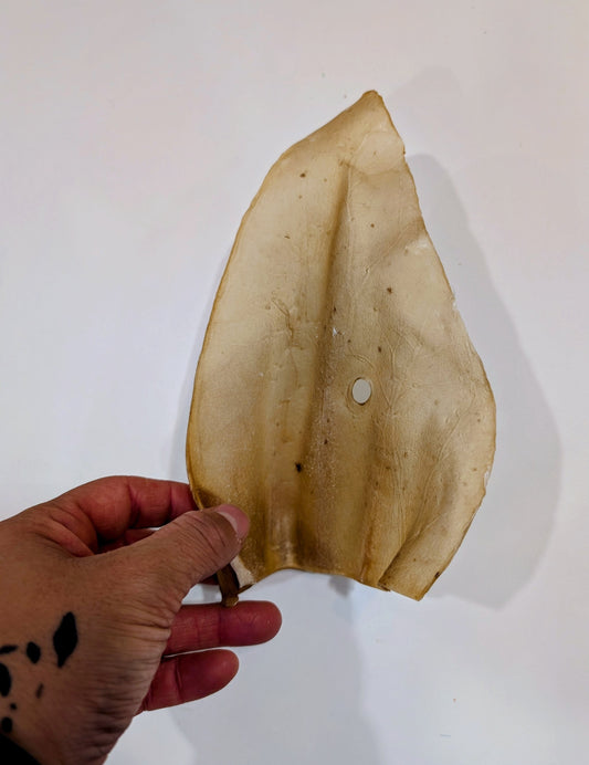Oreilles de Bœuf Naturelles